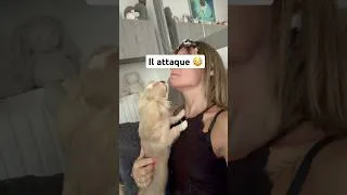 Miniature : À votre avis ? 🤗🐶#spitz #chien #humour #animaux #fyp ￼