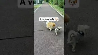Miniature : Une journée un peu spéciale, vous en pensez quoi ? 🐶 #chien #spitz #humour #animaux #fyp ￼