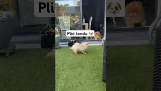 Miniature : Elle me fait des pliés tendu 🐶#spitz #animaux #humour #fyp #chien