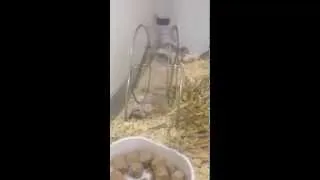 Miniature : A Hamster running a wheel upside down