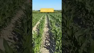 Miniature : Visite d’un essai maïs grain irrigué avec Mélissa🌽 – Episode 1