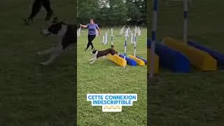 Miniature : L'Agility, ce sport incroyable avec un chien 🐶✨️