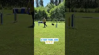Miniature : La conduite en Agility c'est ton job
