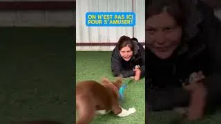 Miniature : L'Agility c'est du sérieux 😆