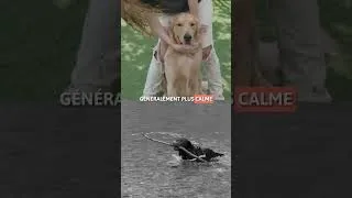 Miniature : GOLDEN RETRIEVER VS LABRADOR ! 🐶💛
