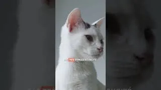 Miniature : FAITES ÉCOUTER ce SON à votre CHAT ! 🐦🔊