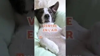 Miniature : Signification des POSITIONS de SOMMEIL de VOTRE CHIEN 🐶💤