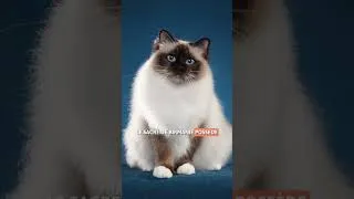 Miniature : 5 CARACTÉRISTIQUES du CHAT SACRÉ DE BIRMANIE 🤍
