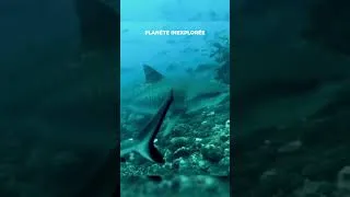 Miniature : #documentaire  #shark #ocean #megalodon