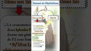 Miniature : Dihybridisme en 60 secondes 🔥 | Lois statistiques (2 BAC SVT)
