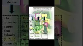 Miniature : Résumé rapide des lois statistiques | 2BAC SVT #svt #2bacsvt