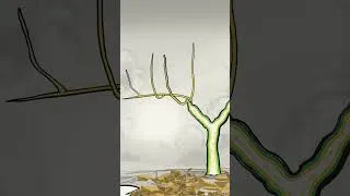 Miniature : Le flux de sève