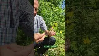 Miniature : La Minute d’Herboristerie - Le Millepertuis - Christian BUSSER