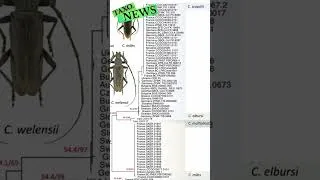 Miniature : TaxoNews 3 - Révisions chez les Cerambyx