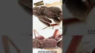 Miniature : BiospéléoNews 2 - Première mondiale pour les pompilidae