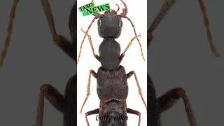 Miniature : TaxoNews 2 - Des staphylins au chapeau de paille ?