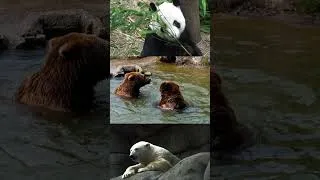 Miniature : Des faits incroyables sur Bear #panda #bear #shorts