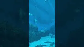 Miniature : Faits étonnants sur le requin #shark #shorts