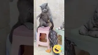 Miniature : Chats drôles et combat de canard