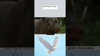 Miniature : Série d'attaques Eagle Vs Warthog-Eagle #shorts #eagleattack