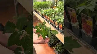 Miniature : Fiesta Légumes - Les tomates bis