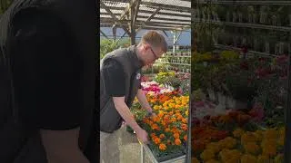 Miniature : Fiesta Légumes - Fleurs