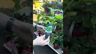 Miniature : Fiesta Légumes - Aromatiques et légumes
