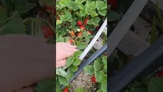 Miniature : potager fraises #fraises #récolte #autonomie