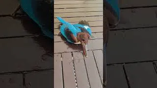 Miniature : Miracle : Ce Martin-chasseur s'en sort bien ! 🙏🐦