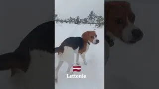 Miniature : Quand ton beagle part avec toi en roadtrip #beagle#vanlife #travel#dog