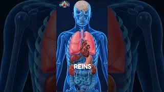 Miniature : Les organes du corps en français #apprendre #enfants #corpshumain #vocabulaire