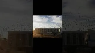 Miniature : Racing Pigeons Release   part5 #pigeon #pigeonracing #racingpigeon