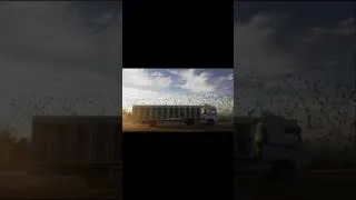 Miniature : Racing Pigeons Release - part4 #pigeon #pigeonracing #racingpigeon