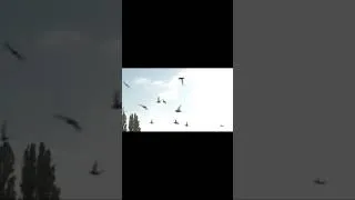Miniature : Racing Pigeons Release - part3 #pigeon #pigeonracing #racingpigeon