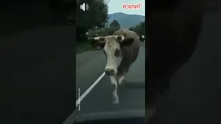 Miniature : Tout est dans la démarche ! 🕺 #animal #animaux #funny #cows