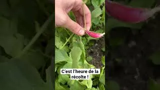 Miniature : Récolte de Radis !