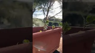 Miniature : 3 plantes à faire pousser en avril !