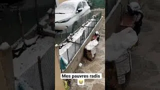 Miniature : Il neige au potager c’est très rare chez moi 😱