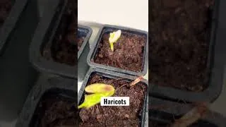 Miniature : Quels semis au mois de mars ? Voici les miens !