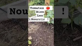 Miniature : Tomates : attention à les nourrir correctement ! #potager #jardinage #tomate #culture #engrais