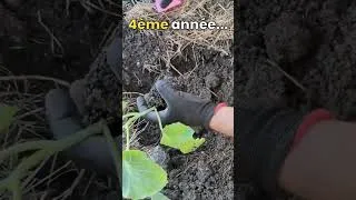 Miniature : L’évolution de mes astuces de jardinage en 7 ans pour réussir la plantation de légumes au potager !