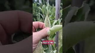 Miniature : Fruitier de chez LIDL : ça donne quoi ? #potager #lidl #jardinage #fruitier #culture