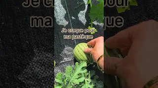 Miniature : On teste la pastèque dans le nord de la France 😁 #potager #jardin #garden #pastèque