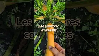 Miniature : Sous 40°C ... les courgettes sont là ! #potager #jardin #garden #courgettes