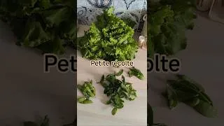 Miniature : Petite récolte bien sympathique, la salade est un cadeau d'un voisin du potager #potager #jardin