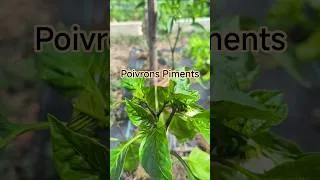 Miniature : Poivrons et piments sont en fleurs #potager #jardin #garden
