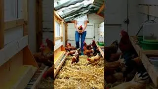 Miniature : Intégrer de nouvelles poules sans stress ni bagarres