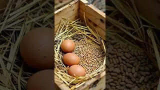 Miniature : Elever des poules quand on débute