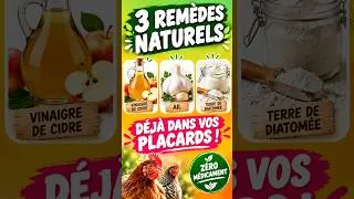 Miniature : 3 remèdes naturels pour des poules en bonne santé (vous les avez déjà chez vous) 🌿