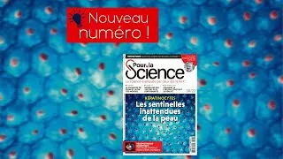 Miniature : Pour la Science n°538 - Kératinocytes : les sentinelles de la peau